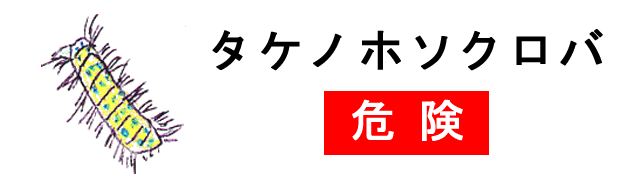 タケノホソクロバ
