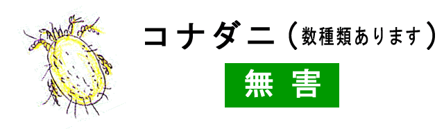 コナダニ