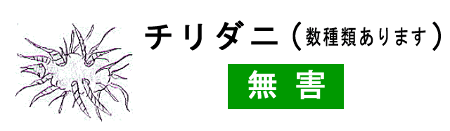 チリダニ