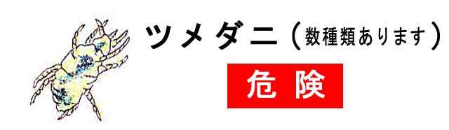 ツメダニ